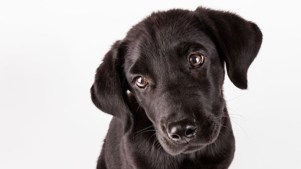 Puppy dumped at a Tucson mall gets a home, shelter gets a funding pledge